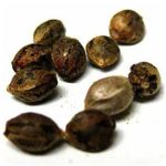 Семена марихуаны АК-47  (Seeds AK-47) в Лабытнанги